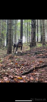 Americký staford - 2