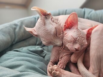 Mačiatko Sphynx - 2