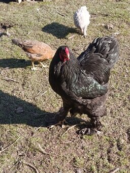 Brahmanka Veľká - 2