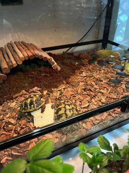 Korytnačky zelenkasté - 2