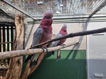 Kakadu růžový - 2