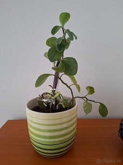 izbová rastlina - Pieprovec magnóliolistý - 2