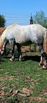 Predam taznu kobylu  Ardem - 2