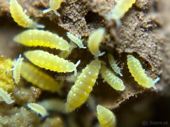 Predám springtails Yellou.. - 2