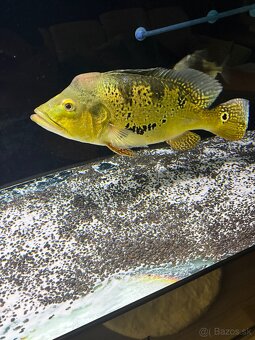 Cichla Kelberi - 2