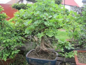bonsai,bonsaj-JAVOR POLNÝ 2 - 2
