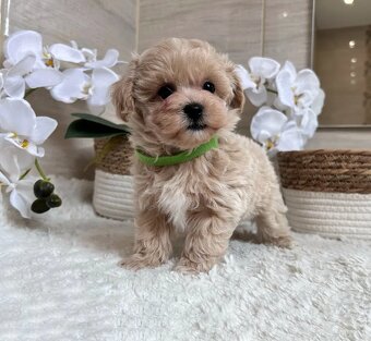 Maltipoo - 2