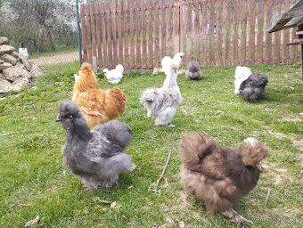 Nasadove vajíčka Hodvabnicky, Marans, Faverolka - 2