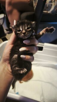 Mačička Maine coon mačiatko Mainska myvalia mačka - 2