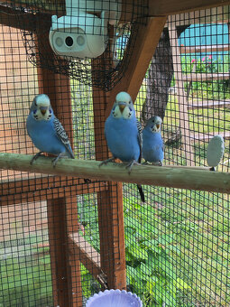 Andulky,agapornis - 2