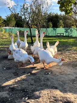 Cholmogorské husi - 2