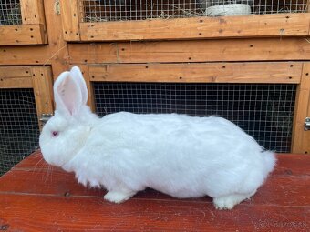 Predám samicu NB - 2