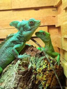 Predám dva vrhy baziliškov zelených - 2