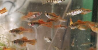 Xiphophorus Helleri - 2