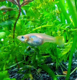 Gupky - domáci odchov - 2