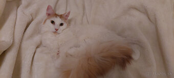 Mainska myvalia mainský - 2