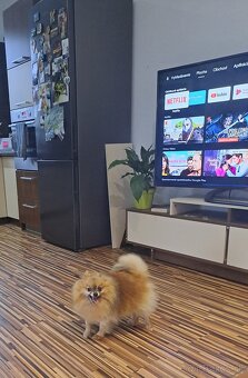 Nemecký  trpaslicí  špic typ pomeranian - 2