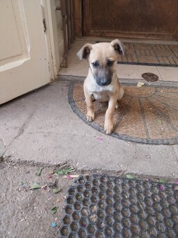 darujem do dobrých rúk malé šteňiatko. - 2