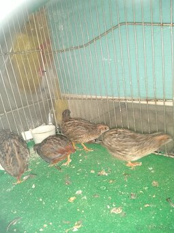 Predám prepelice čínske.. - 2