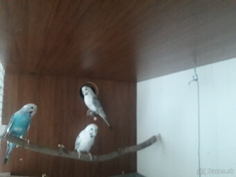 predám andulky a zebričky - 2