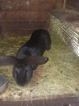 Predam kraliky NOS - 2