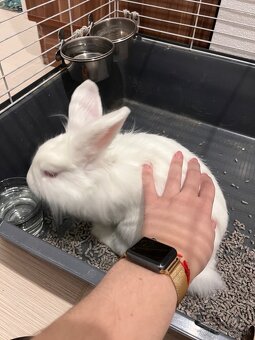 Zakrslý králik (Levík) - 2