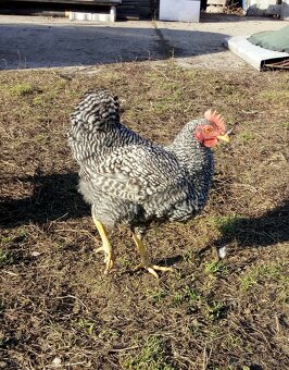 Kohúty na predaj - 2