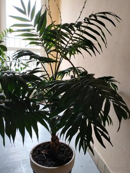 Izbová rastlina - 2