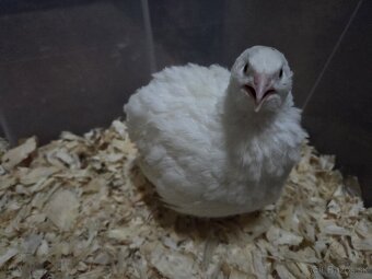 Prepelice Texas pred znáškou - 2