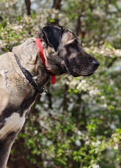 Kangalský pastevecký pes - 2