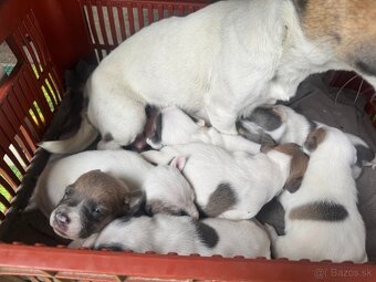 Jack Russel - 2