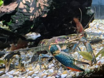 Rak modrý (Cherax quadricarinatus) - 2