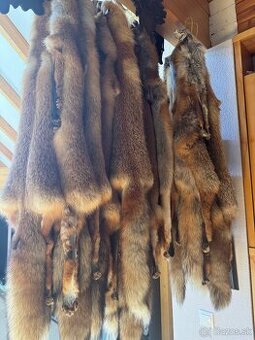 Liska prava kozusina. - 2