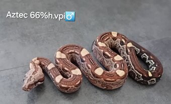 Velhad kralovsky -boa constrictor 3/25 - 2