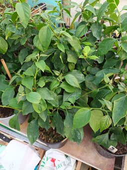 Bougainvillea,( bougainvillea, bugenvilea, bugenvila ) Wajid - 2