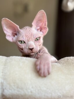 Kanadsky Sphynx - 2