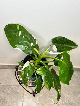 Philodendron White Princess - 2