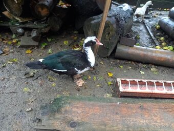 Činske kačky pižmove - 2