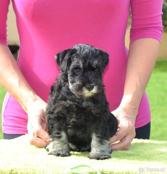 2 měsíční kníračí štěňátko - pes - 2