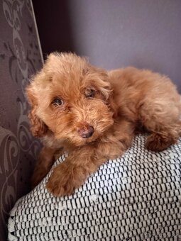 Pudlik trpasličí/TOY - 2