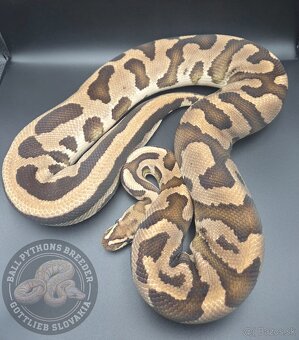 Ball Python- Python Regius - 2