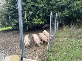 Prasata domáce z voľného výbehu - 2