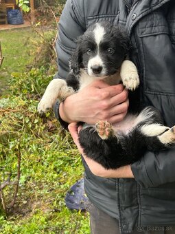 Šteniatka Border kôlie - 2