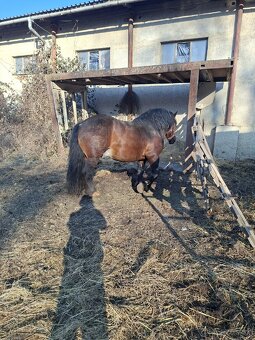 Predam tazneho zrebca - 2