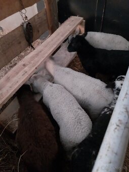 Jahnata na predaj - 2