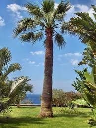 Palma- Washingtonia filifera semená 10ks - 2