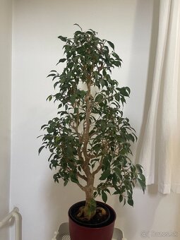 Bonsaj ficus benjamina 31 rokov - 2