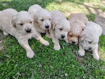 Zlatý Retriever - 2