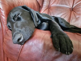 Darujem 4 mesačné labradorskeho retrievera - 2