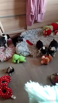Boston Terrier, Bostonský teriér, Boston - 2